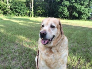 Apache, aka Puppy. To the Rainbow Bridge on 3/21/2016.